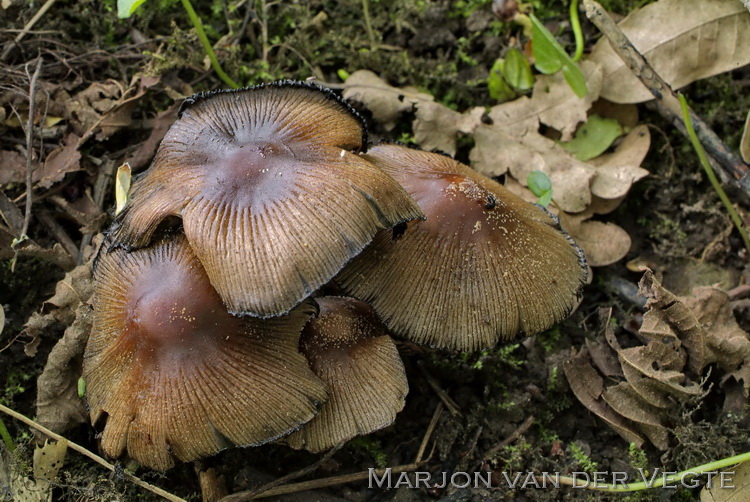 Parelglimmerinktzwam - Coprinellus saccharinus